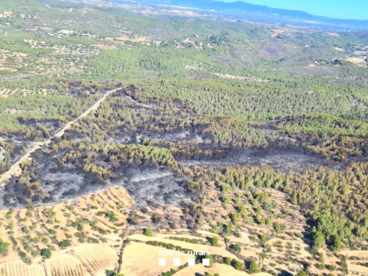 Imatge aèria de la superfície cremada en l'incendi de Vespella de Gaià i la Nou de Gaià Data de publicació: dilluns 25 de setembre del 2023, 15:38 Localització: Vespella de Gaià Autor: Cedida a l'ACN pels Agents Rurals