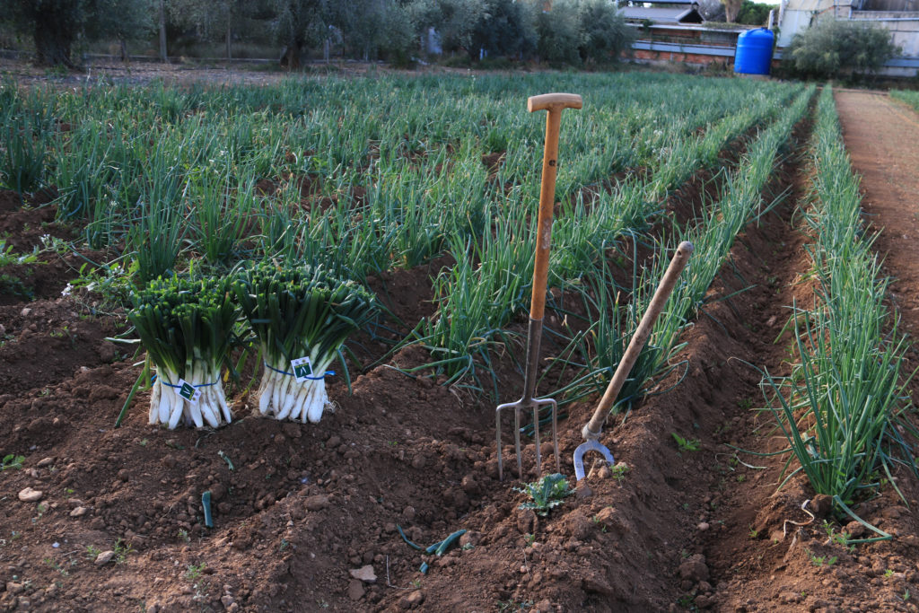 Un dels camps de calçots de la IGP, a principis de la temporada

Data de publicació: dissabte 25 de novembre del 2023, 11:41

Localització: Valls

Autor: Ariadna Escoda