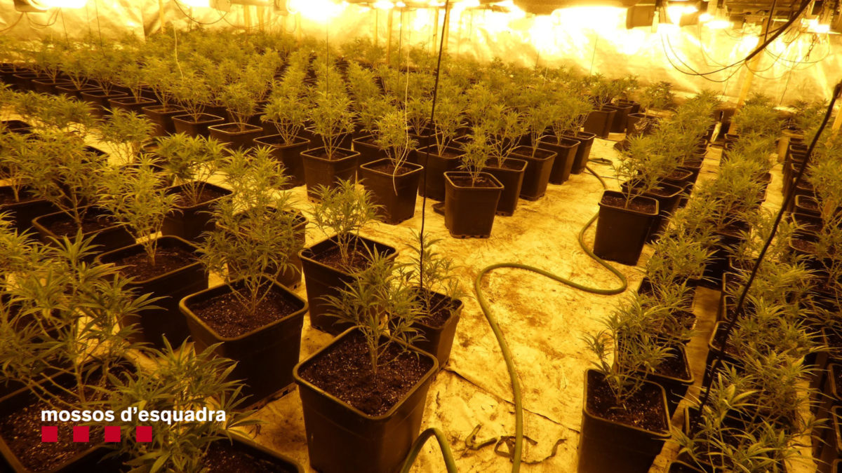 Imatge d'una de les dues plantacions de marihuana intervingudes a Constantí Data de publicació: dimarts 02 de gener del 2024, 14:21 Localització: Constantí Autor: Cedida pels Mossos d'Esquadra