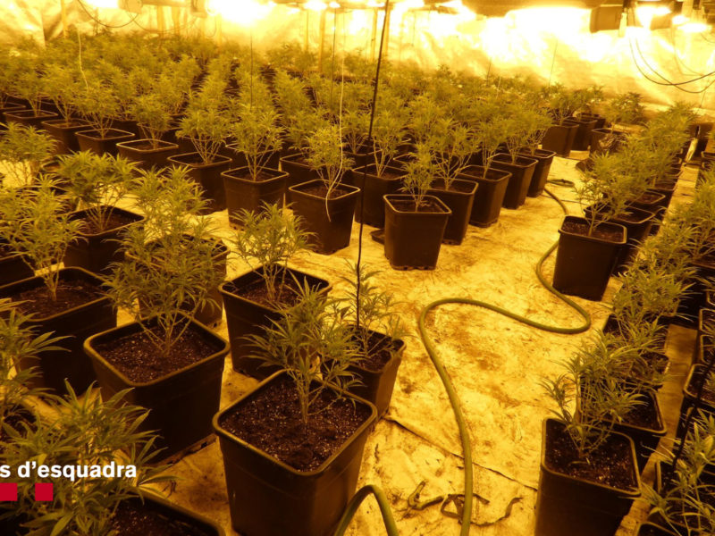 Imatge d'una de les dues plantacions de marihuana intervingudes a Constantí Data de publicació: dimarts 02 de gener del 2024, 14:21 Localització: Constantí Autor: Cedida pels Mossos d'Esquadra