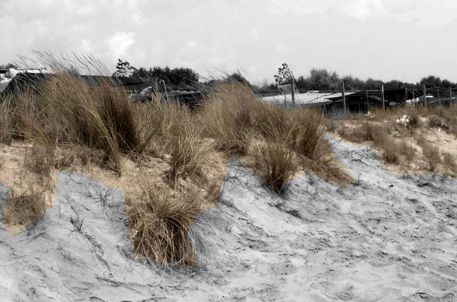 Simulació d'una duna a la Platja Llarga