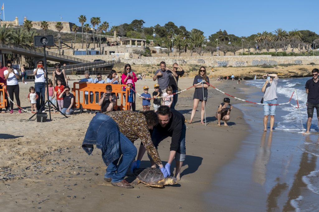 Alliberament tortuga Aran (autor: Joan Carles Borrachero)