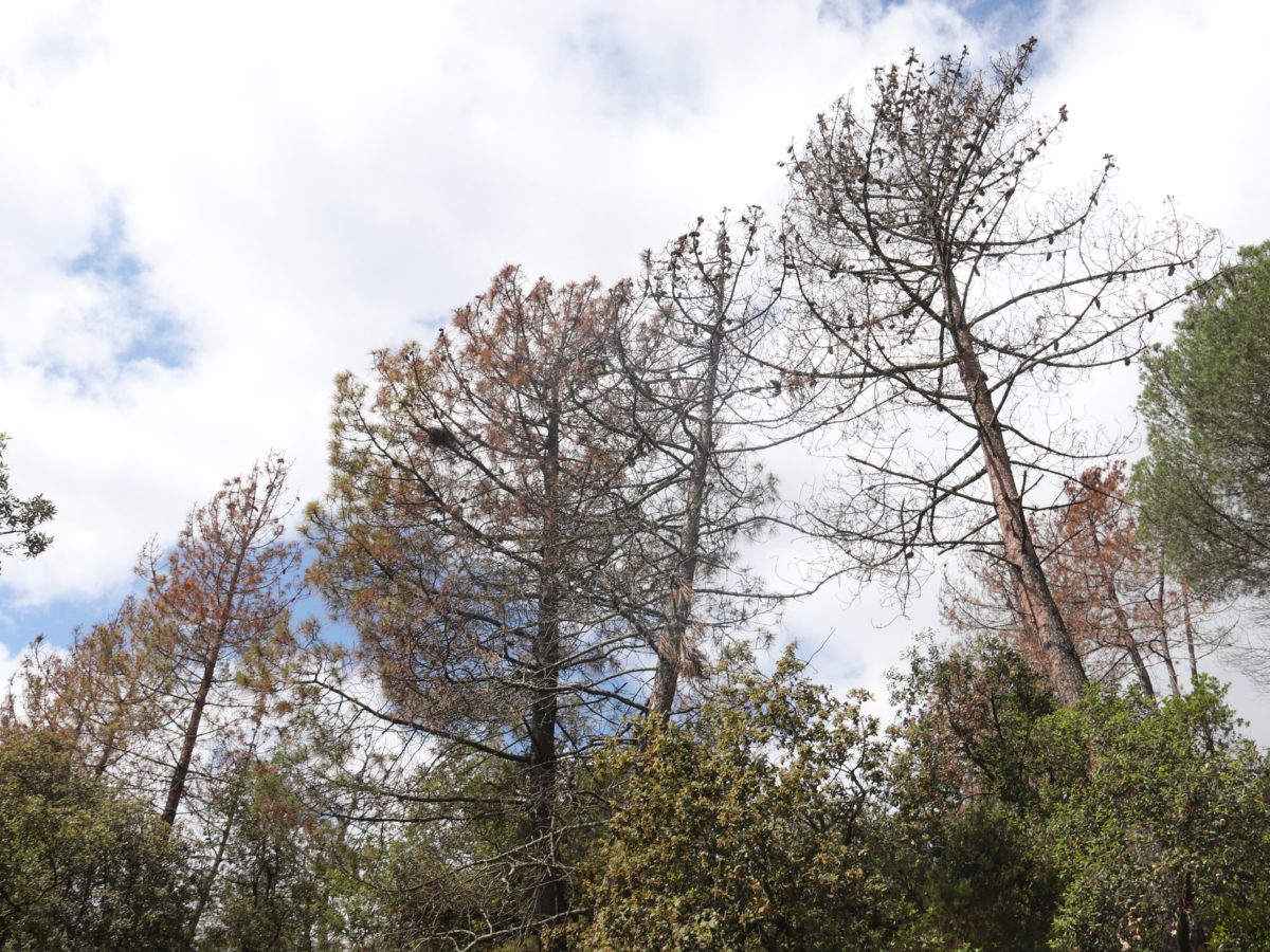 Les pluges donen un respir a la campanya forestal, però la sequera acumulada i l’estrès hídric dels boscos és elevat