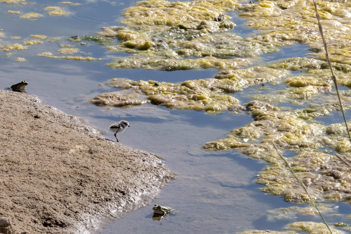 Un dels pollets de corriol camanegre que han nascut a la platja de TamaritUn dels pollets de corriol camanegre que han nascut a la platja de Tamarit