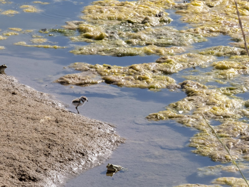 Un dels pollets de corriol camanegre que han nascut a la platja de TamaritUn dels pollets de corriol camanegre que han nascut a la platja de Tamarit