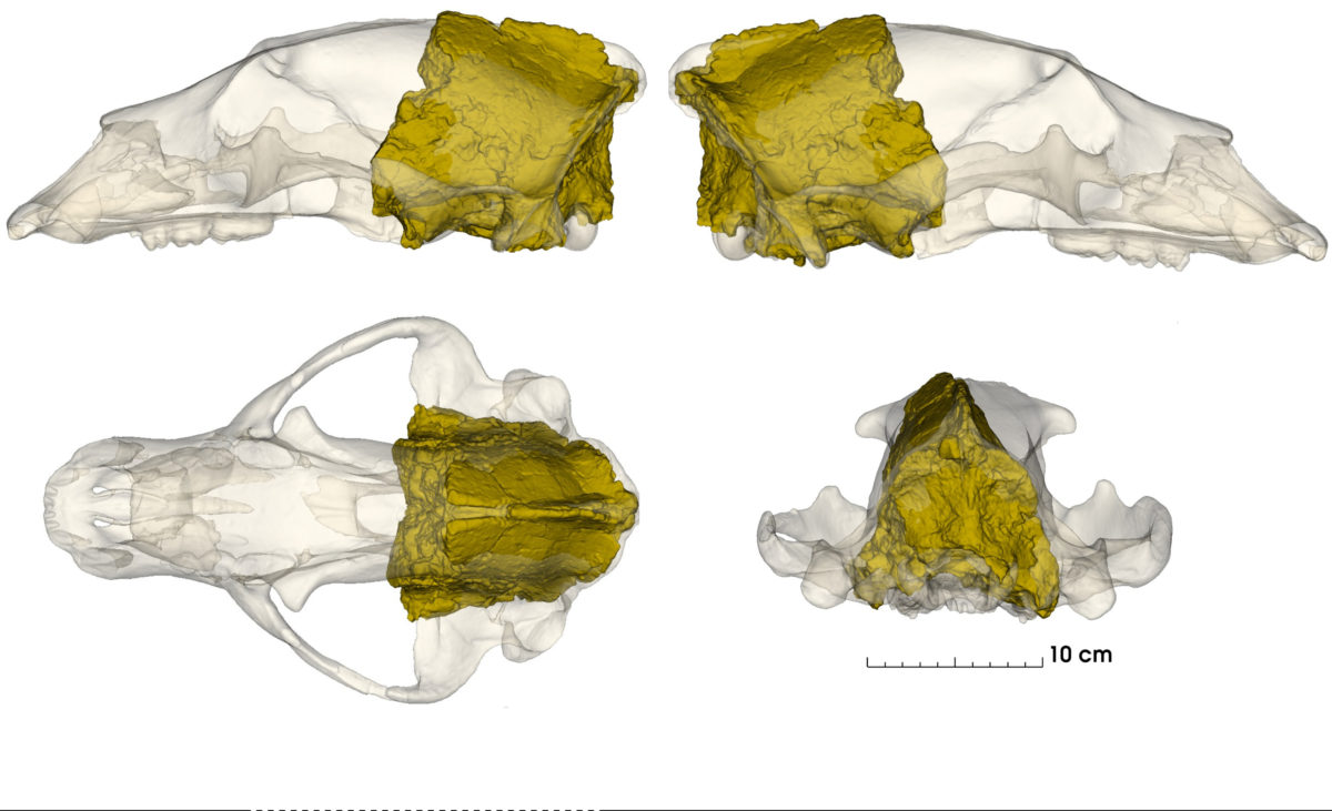 Reconstrucció crani d'Ursus deningeri recuperat al jaciment del Barranc de la Boella (la Canonja)