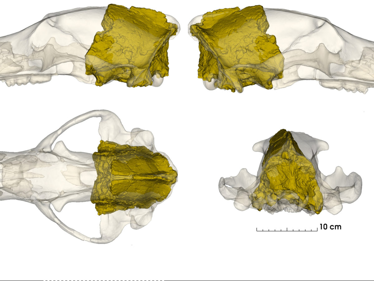 Reconstrucció crani d'Ursus deningeri recuperat al jaciment del Barranc de la Boella (la Canonja)