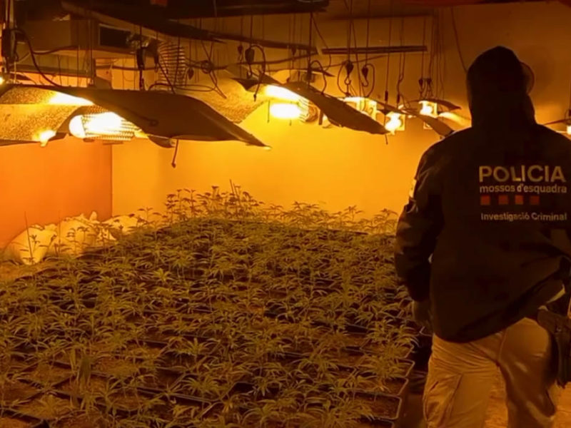 Els Mossos desmantellen una plantació de marihuana a la Secuita