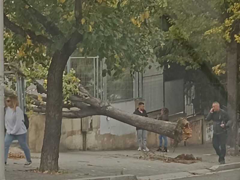 Cau un arbre de grans dimensions sobre una de les portes d’accés a l’Institut Martí i Franquès