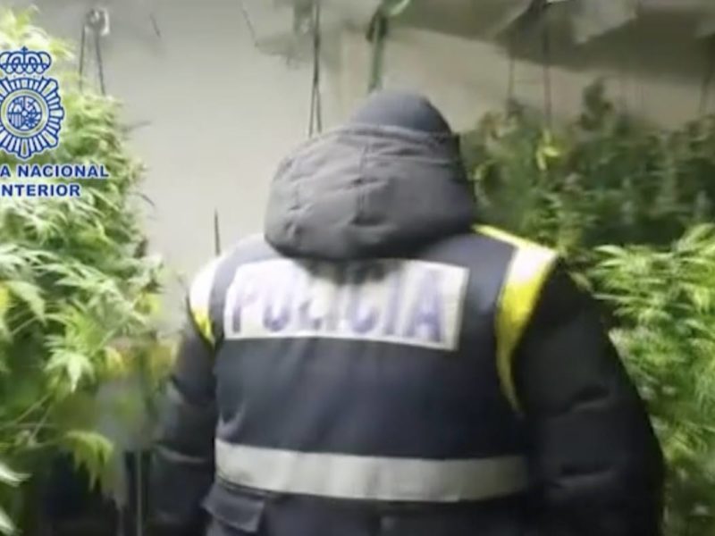 Deu detinguts i 4.000 plantes de marihuana decomissades en set municipis del Tarragonès i el Baix Camp